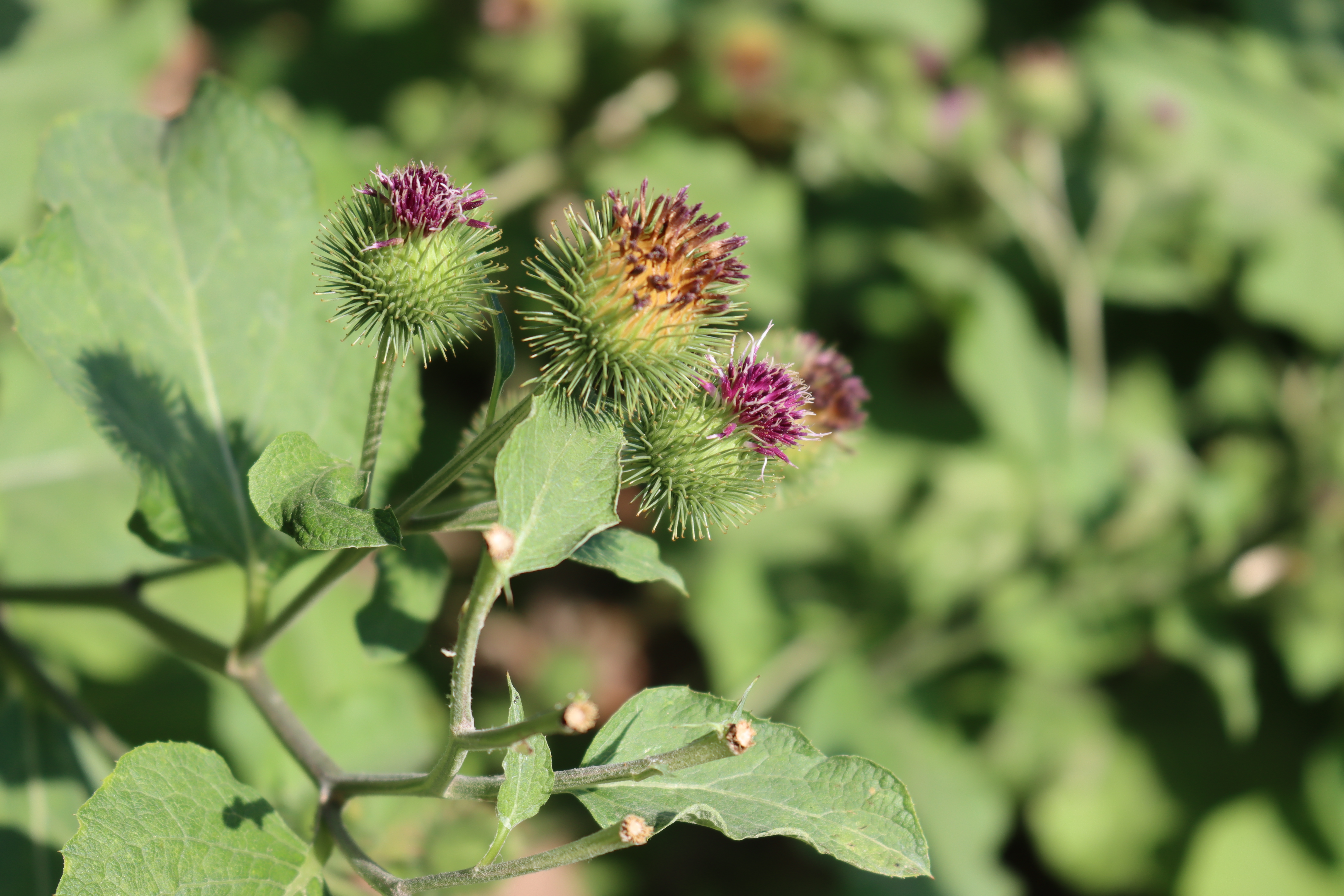 Plant Image
